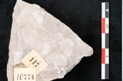 Foto (Detailansicht) von Dictyopteris brongniarti Gutb. (NHMW-GEO-2024-0188-10774)